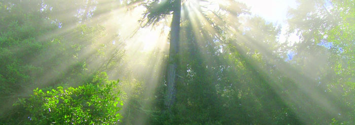 Image of sun through trees